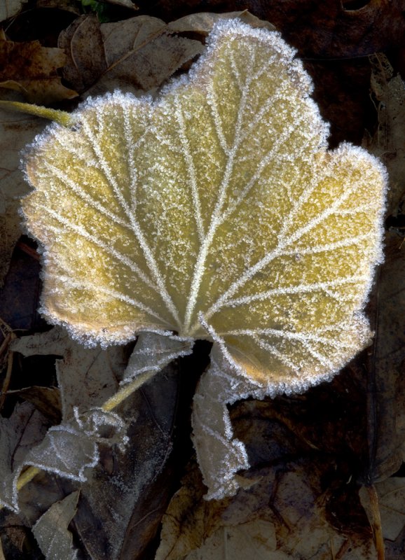 Frosty leaf