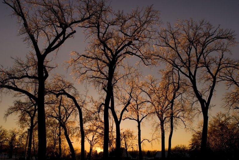 glowing trees