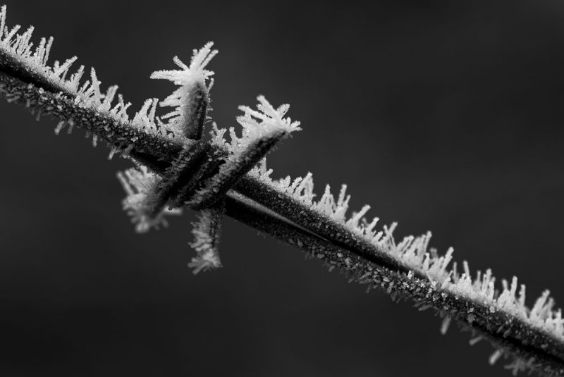 frost on barbed wire