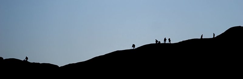 wild photographers (Homo photographus)