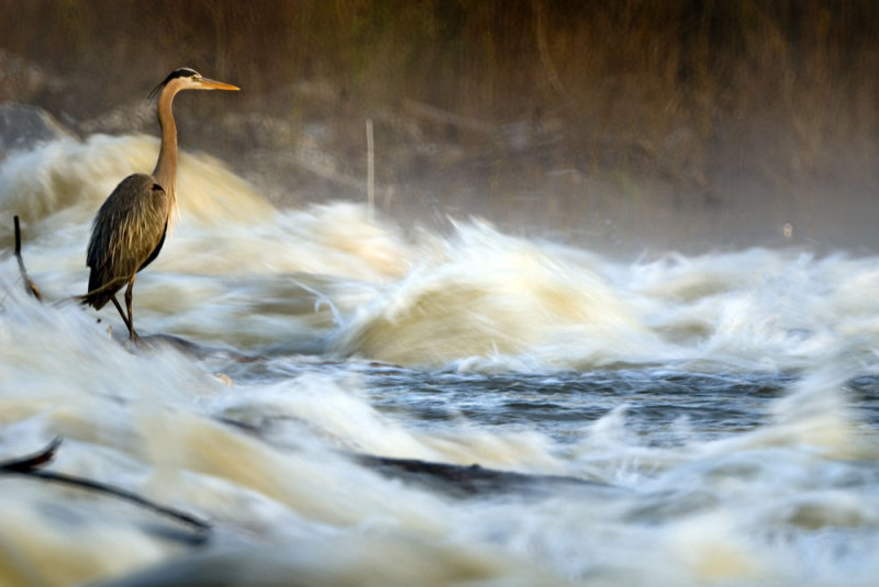 Heron in Centaur Shute