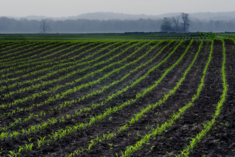 A field of newly sprouted corn