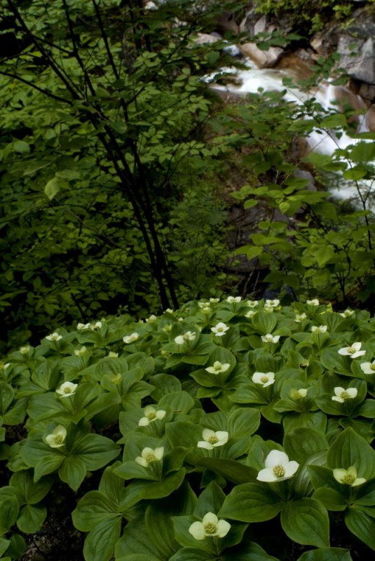 Bunchberries by a cascade