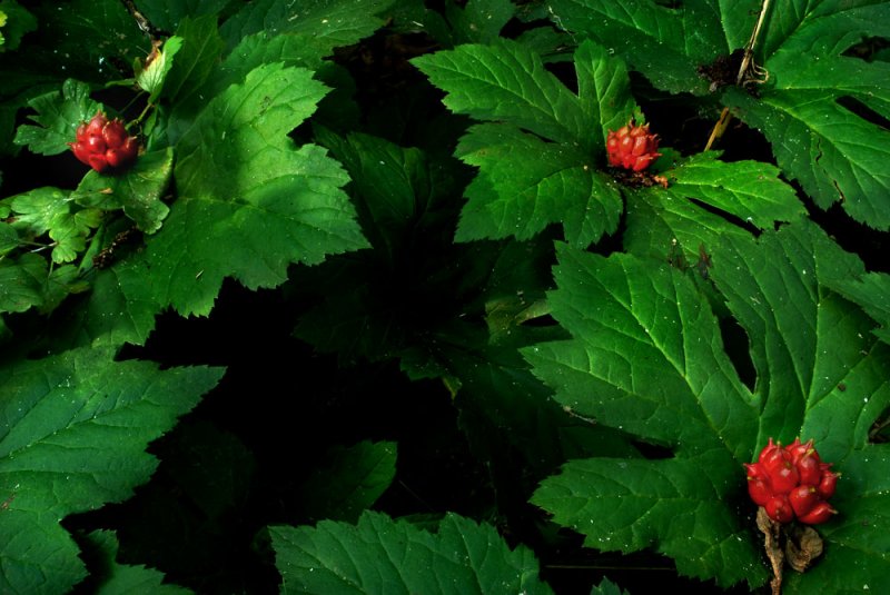 Goldenseal Fruit