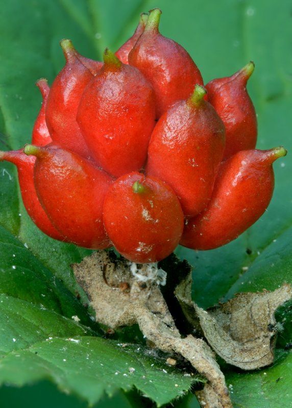 Fruit of Goldenseal