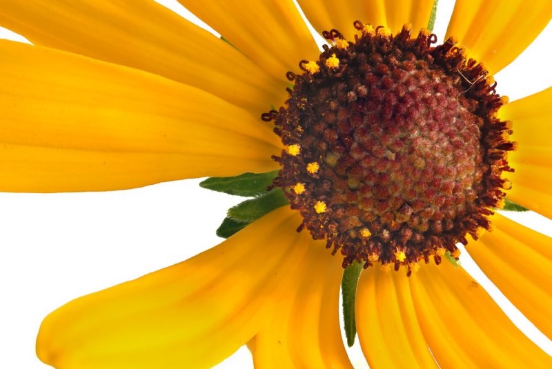 Orange Cone Flower