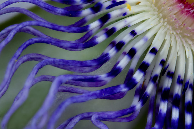 passion flower