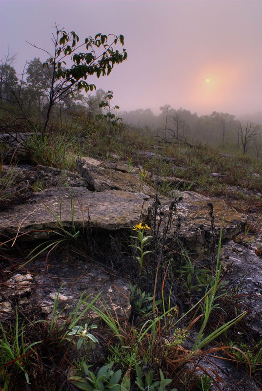 Misty glade scene