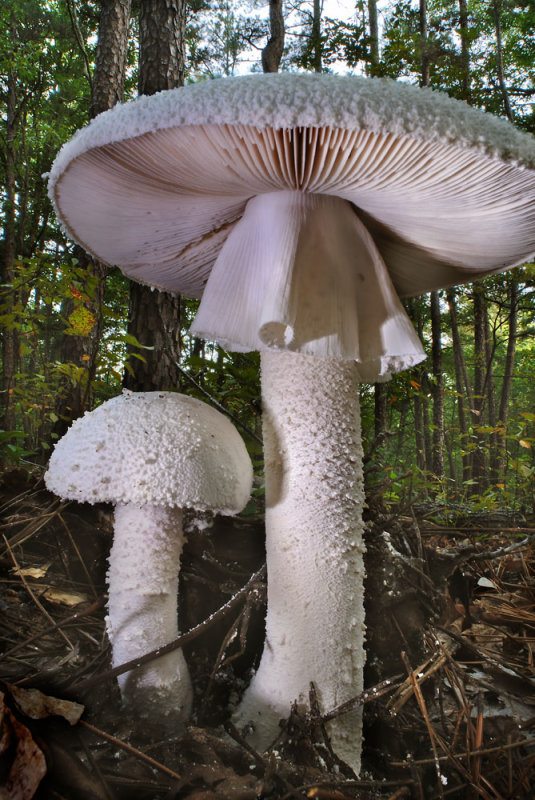Giant Forest Mushrooms