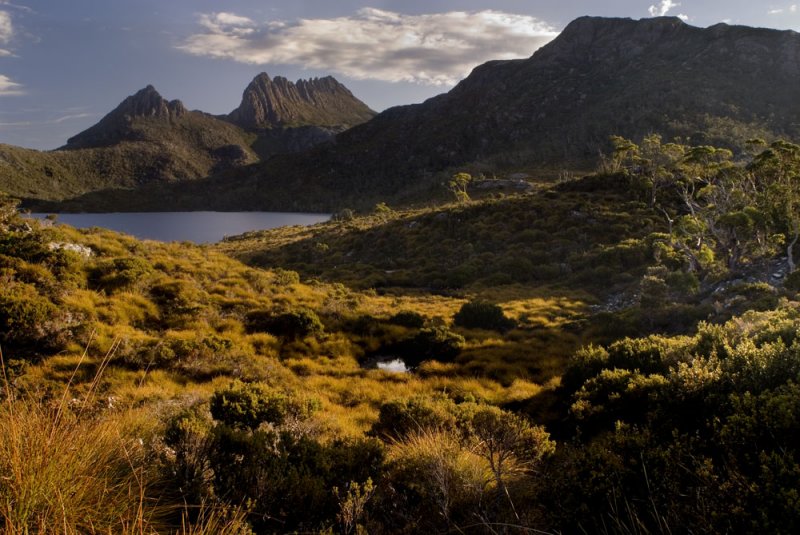 across button grass to Cradle Mt.