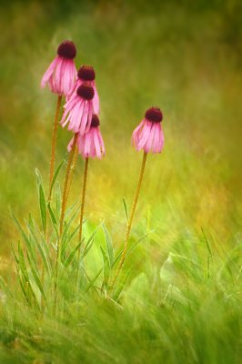 Purple coneflowers on a Glade