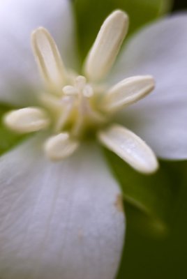 White-flowered Trilliam