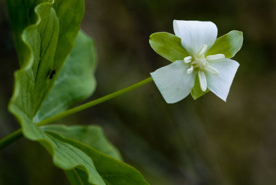 White-flowered Trilliam
