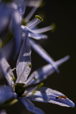 Wild Hyacinth (Camassia scilloides)