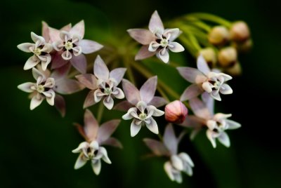 four-leaved milkweed (Asclepias quadrifolia)