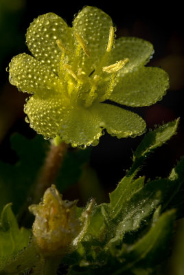 Cut-leaved Evening Primrose (Oenothera laciniata)