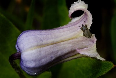 Fremont's Leather Plant (Clematis fremontii )