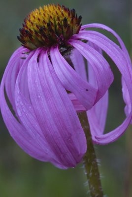 Pale Purple Coneflower (Echinacea pallida)