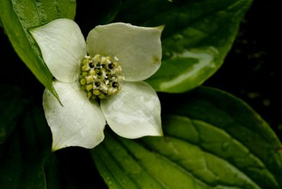 Bunchberry (Cornus canadensis)