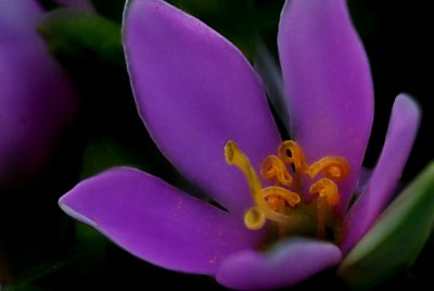 Rose Gentian (Sabatia angularis)