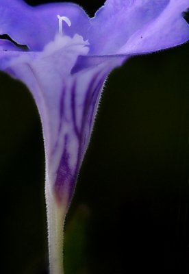 Wild Hairy Petunia (Ruellia humilis)