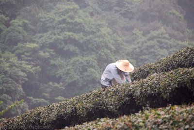 Tea Farm, Hangzhou