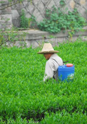 Tea Farm, Hangzhou