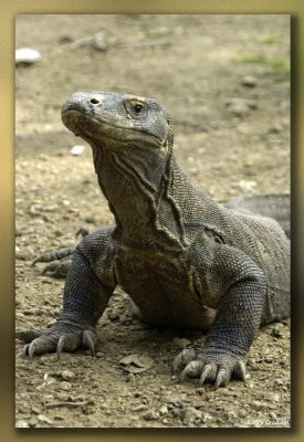 Images From Komodo