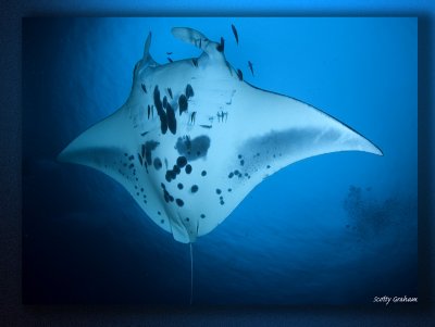 Manta