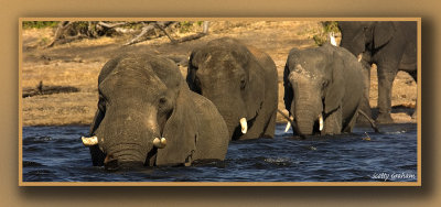 Elephant Crossing
