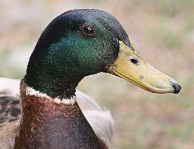 Mallard