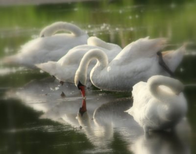 Mute Swans