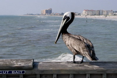 Pelican