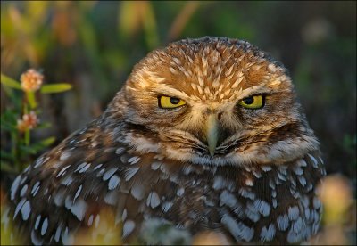 burrowing owl