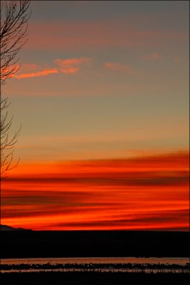 bosque dawn
