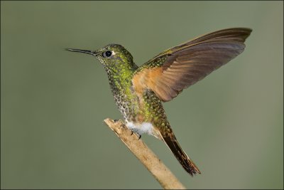 hummers