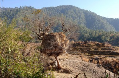 Punakha