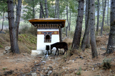 Stupa and Horse