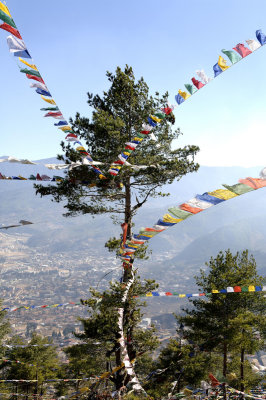 Tree With Prayer Flags