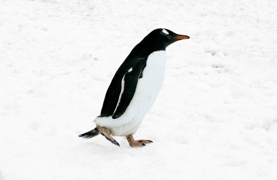 Penguin