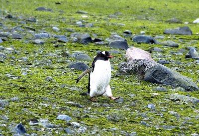 Penguin