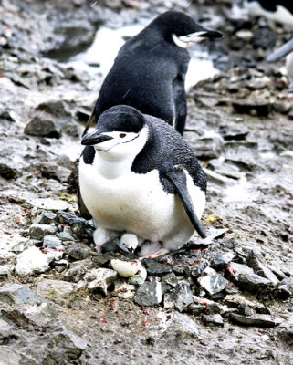 Penguin