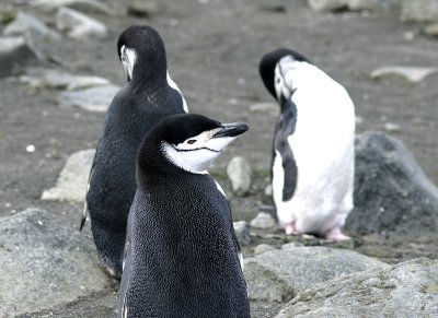 Penguins