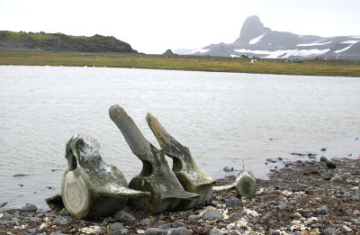 Whalebone