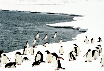 Jumping Penguins