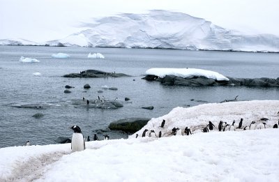 Penguins