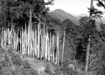 Prayer Flags