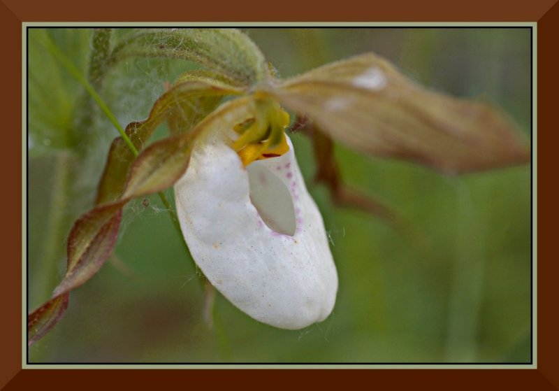 Lady Slipper, Hush Lake