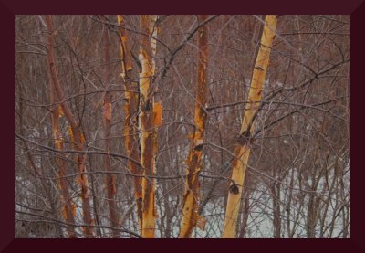 Birch Saplings, Spring