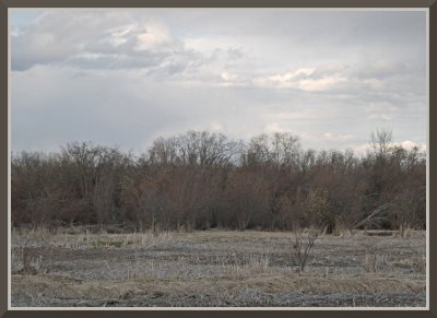 Northern Willow Bog, Early Spring